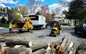 Best Root Management and Removal  in St Anthony, MN