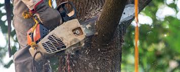 Best Lawn Maintenance Plans  in St Anthony, MN