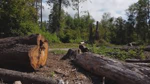 St Anthony, MN Tree Removal Company