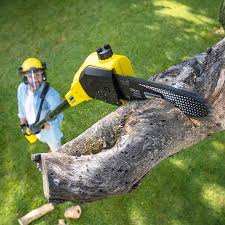 Best Lawn Disease Treatment  in St Anthony, MN