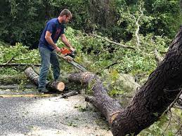 Best Tree Maintenance Programs  in St Anthony, MN