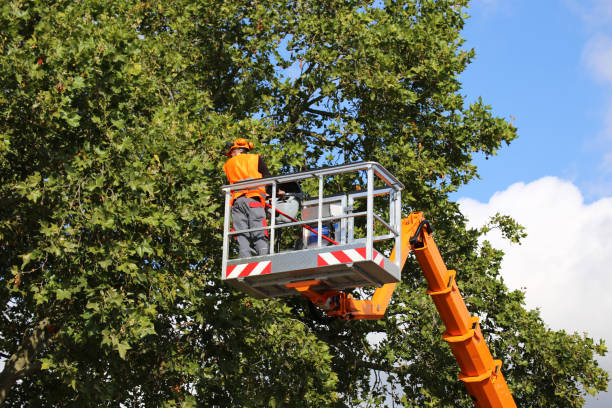 Best Leaf Removal  in St Anthony, MN