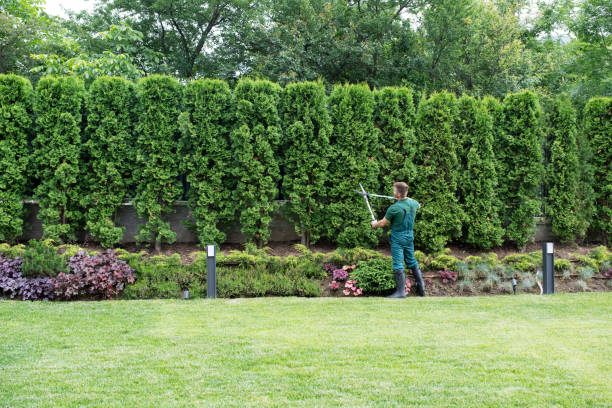 Best Tree Trimming and Pruning  in St Anthony, MN