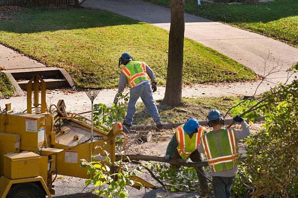 How Our Tree Care Process Works  in  St Anthony, MN